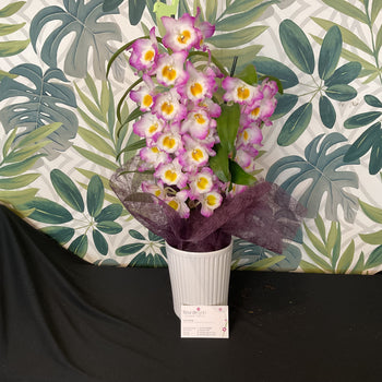 Dendrobium Orchid
