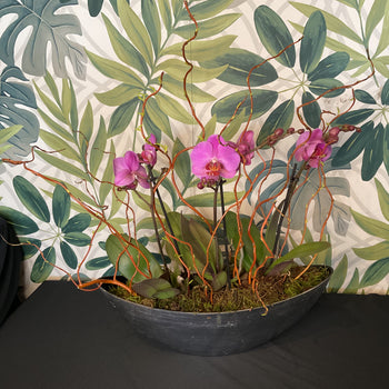Large Phalaenopsis Orchid Planter