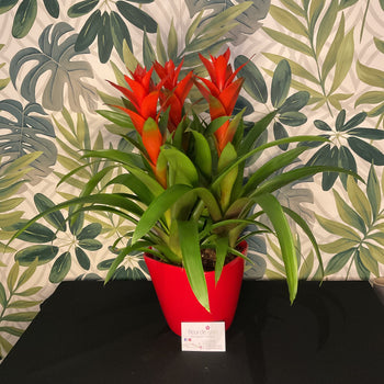 Large Luxury Guzmania Plant